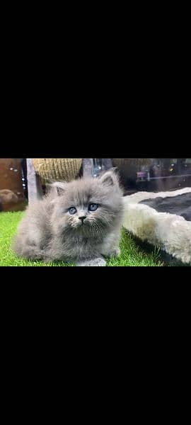 pure Persian kitten Dubai import 100% 2