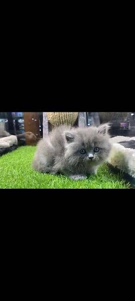 pure Persian kitten Dubai import 100% 3
