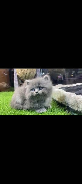 pure Persian kitten Dubai import 100% 4
