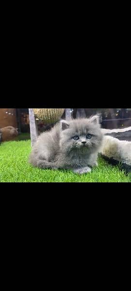 pure Persian kitten Dubai import 100% 5