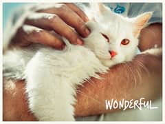 Persian Kitten female & triple coat pure white Tom cat