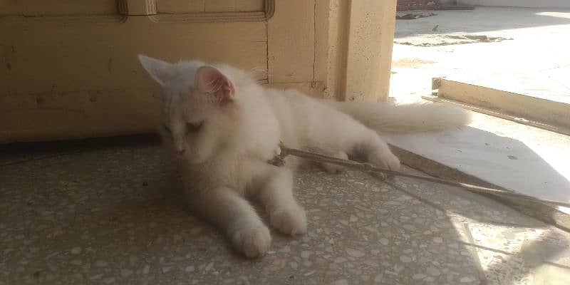 Persian Kitten female & triple coat pure white Tom cat 4