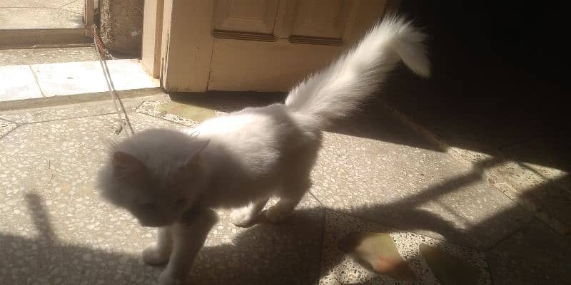 Persian Kitten female & triple coat pure white Tom cat 6