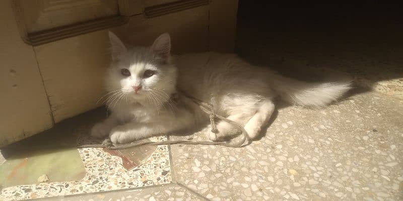 Persian Kitten female & triple coat pure white Tom cat 5