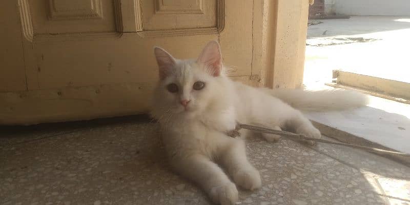 Persian Kitten female & triple coat pure white Tom cat 3