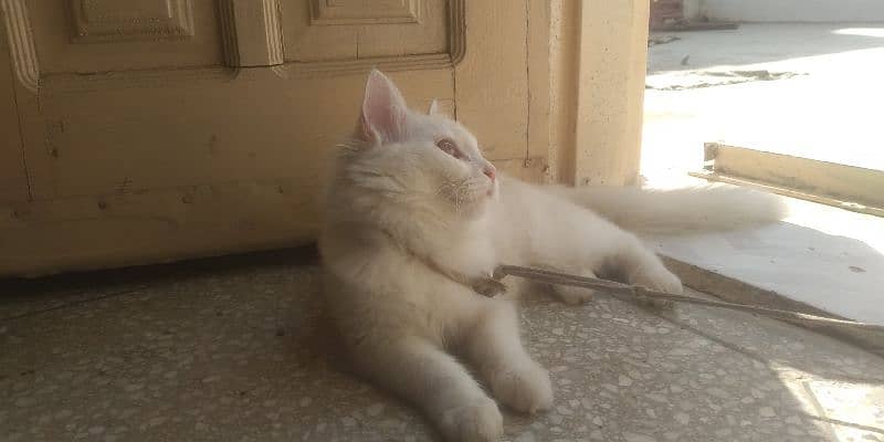 Persian Kitten female & triple coat pure white Tom cat 7