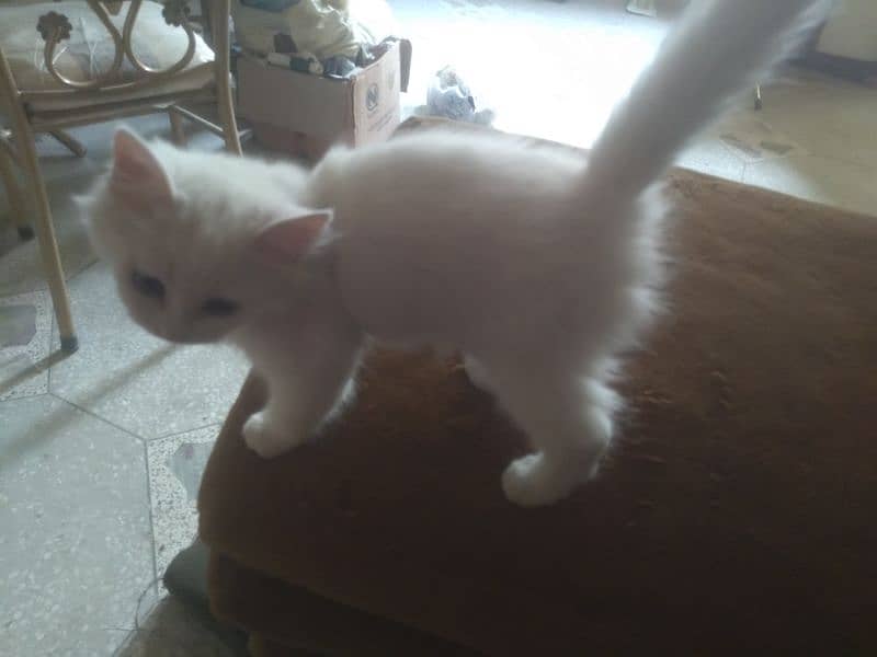 Persian Kitten female & triple coat pure white Tom cat 8
