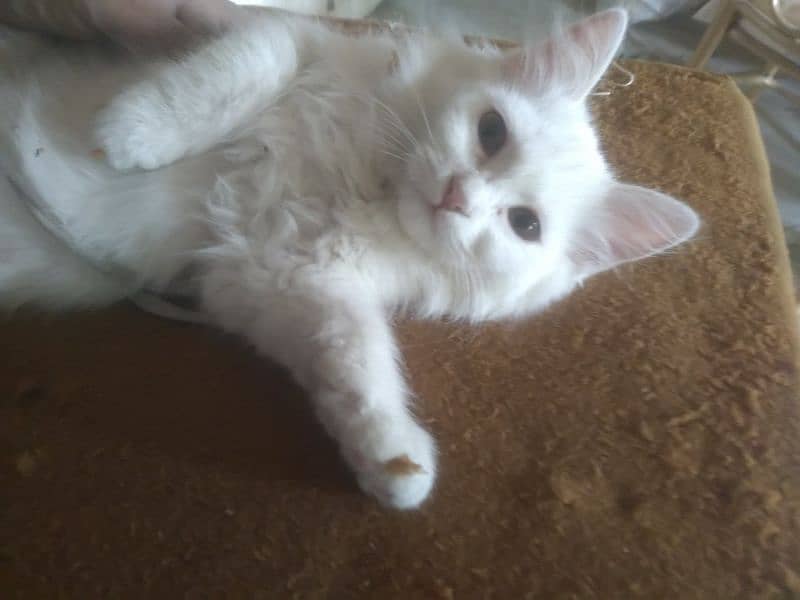 Persian Kitten female & triple coat pure white Tom cat 9