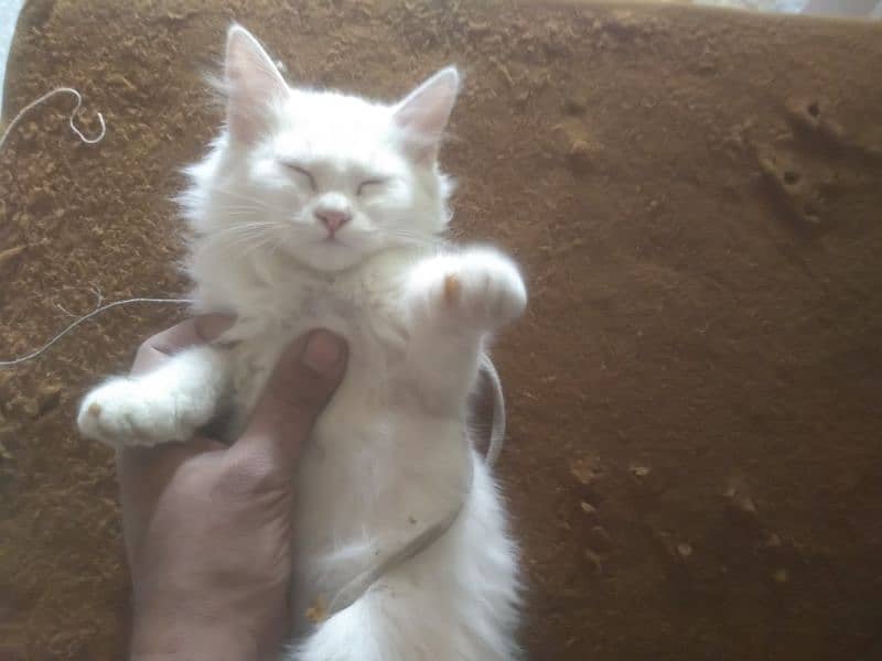Persian Kitten female & triple coat pure white Tom cat 10