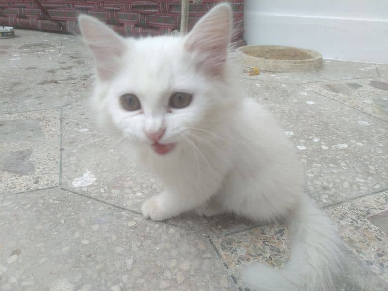 Persian Kitten female & triple coat pure white Tom cat 11