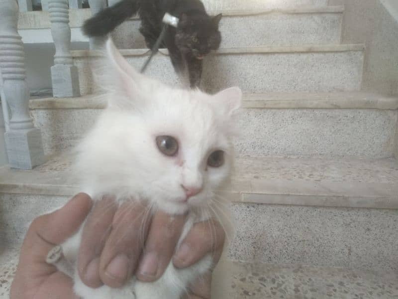Persian Kitten female & triple coat pure white Tom cat 12