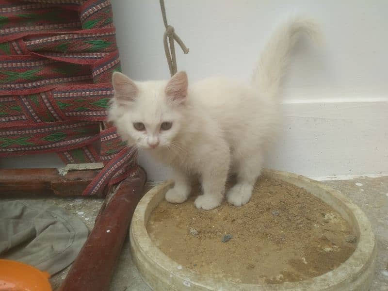 Persian Kitten female & triple coat pure white Tom cat 13