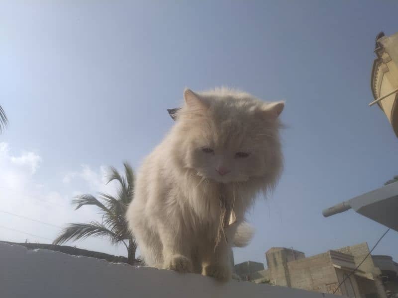 Persian Kitten female & triple coat pure white Tom cat 15