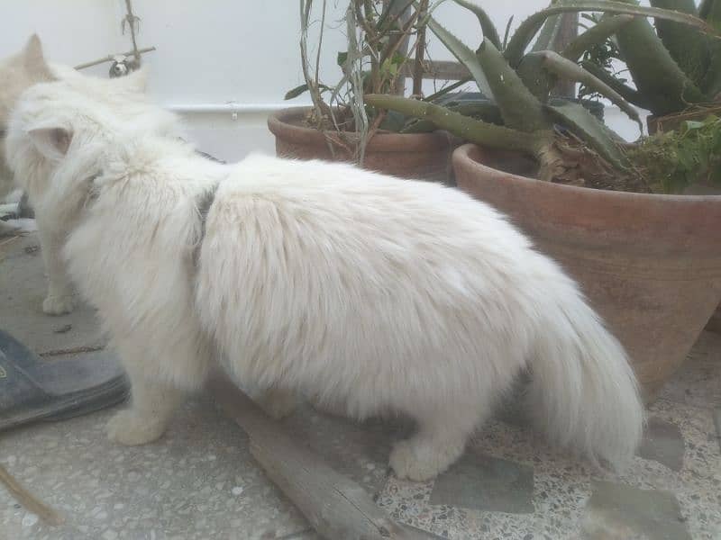 Persian Kitten female & triple coat pure white Tom cat 16
