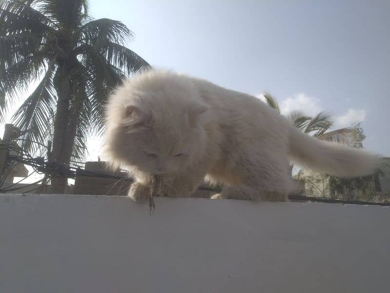 Persian Kitten female & triple coat pure white Tom cat 17