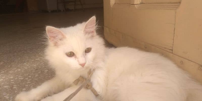 Persian Kitten female & triple coat pure white Tom cat 1