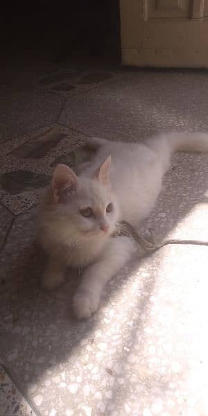 Persian Kitten female & triple coat pure white Tom cat 2