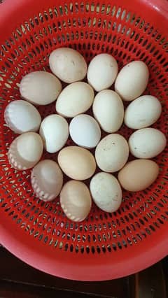 Desi fertile Egg forsale