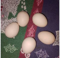 Aseel eggs hai  eggs available  hai only call 03004927357 0