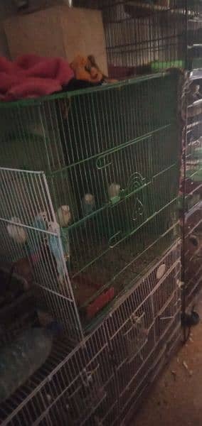 hogoromo budgies complete setup sale with cages 1