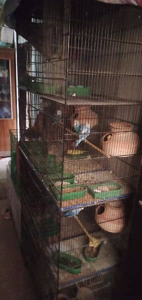 hogoromo budgies complete setup sale with cages 4
