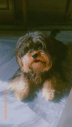 Yorkshire Terrier confirm stud male