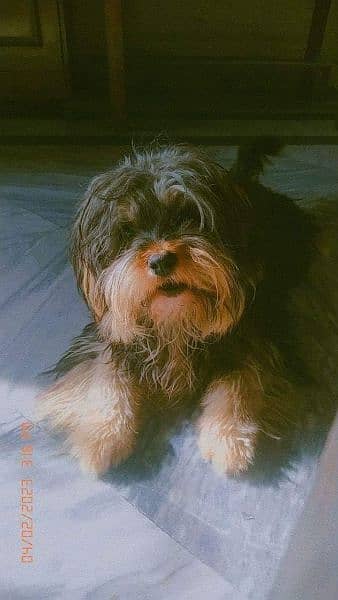 Yorkshire Terrier confirm stud male 0