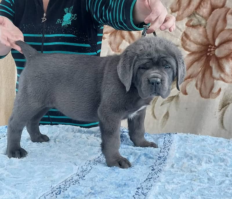 Cane Corso Highly Pedigreed | Pedigree pet zone | pups Available 1