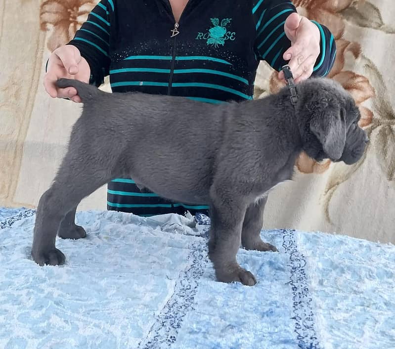Cane Corso Highly Pedigreed | Pedigree pet zone | pups Available 2