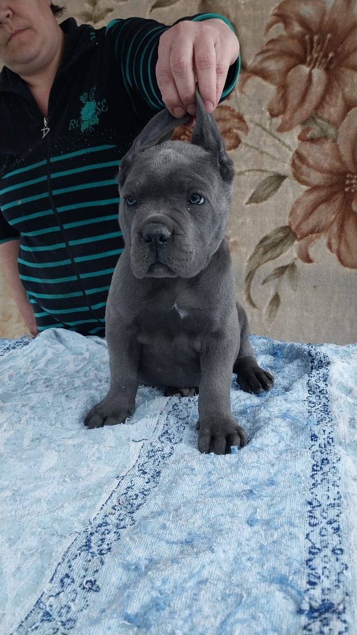 Cane Corso Highly Pedigreed | Pedigree pet zone | pups Available 3