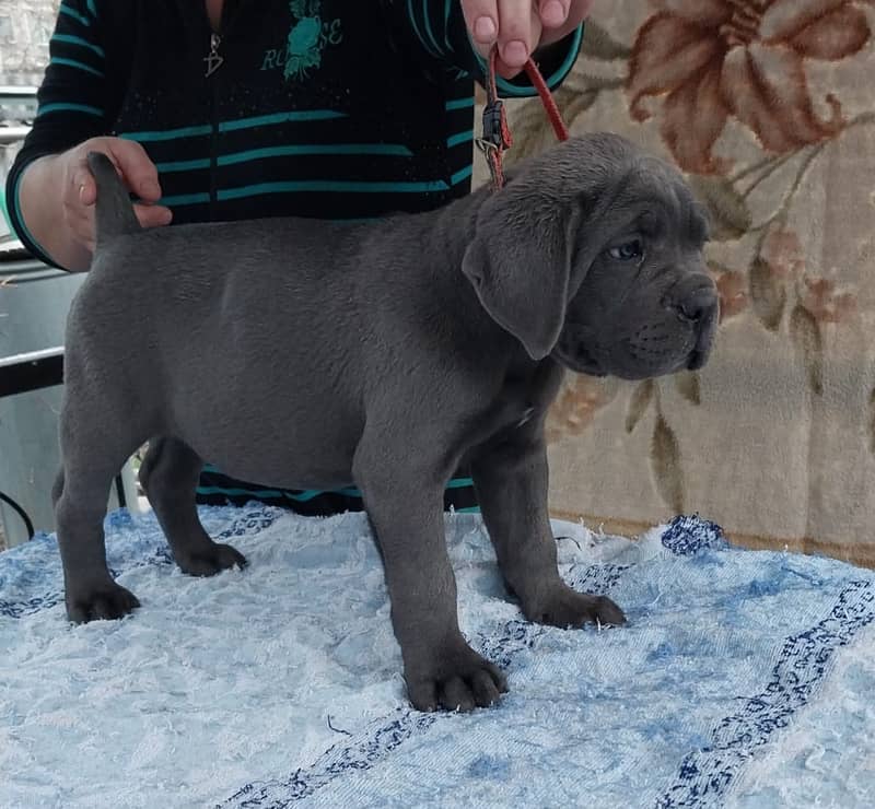 Cane Corso Highly Pedigreed | Pedigree pet zone | pups Available 5