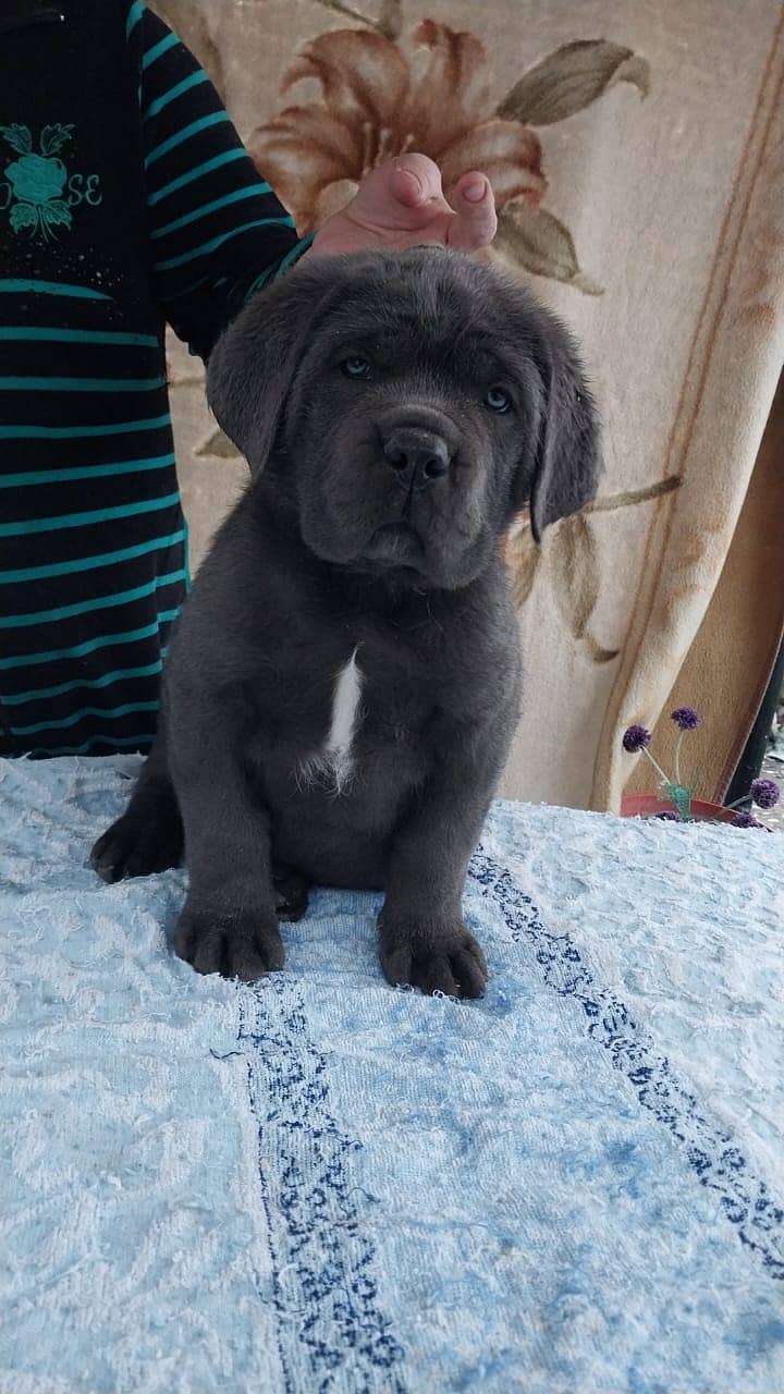Cane Corso Highly Pedigreed | Pedigree pet zone | pups Available 7