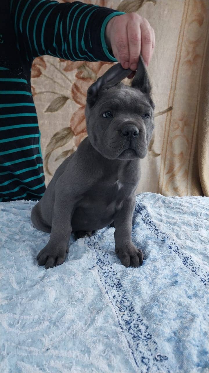 Cane Corso Highly Pedigreed | Pedigree pet zone | pups Available 8