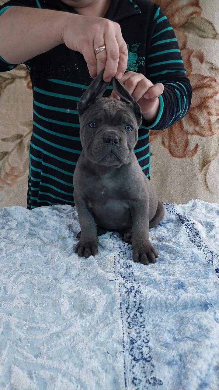 Cane Corso Highly Pedigreed | Pedigree pet zone | pups Available 14