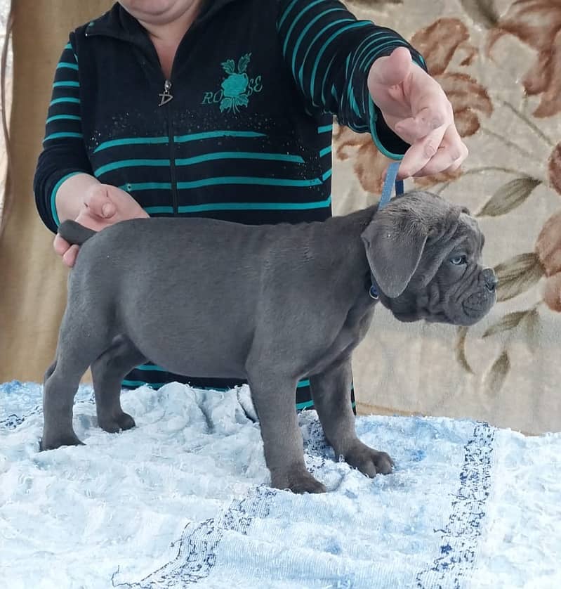 Cane Corso Highly Pedigreed | Pedigree pet zone | pups Available 16