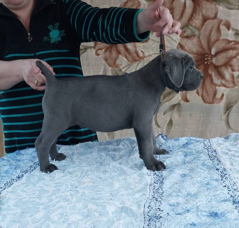 Cane Corso Highly Pedigreed | Pedigree pet zone | pups Available 17