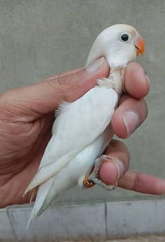 love birds redeyes albino 4ptotion cages ablino blackeye each4k