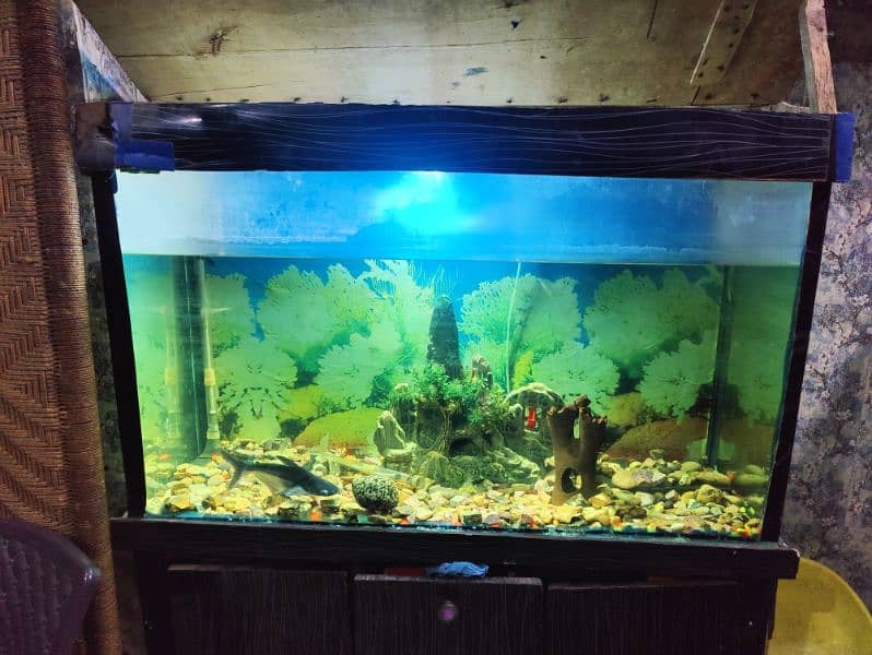 Big Fish Aquarium 1