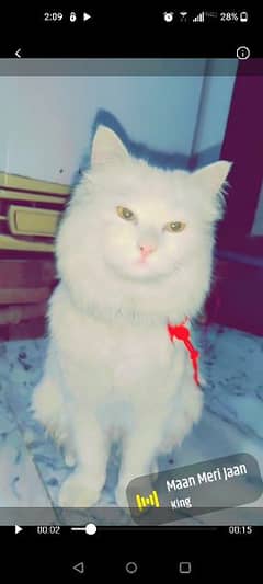 Persian Cat Female Double Coded White Color