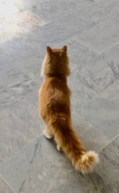 Persian Male cat