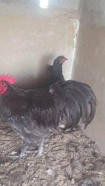 chiks & breeders for sale 2