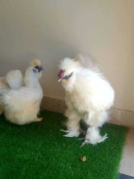 chiks & breeders for sale 3