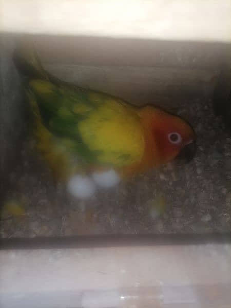 sunconure 1