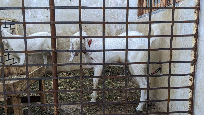 Bakra for sell gulabi 0