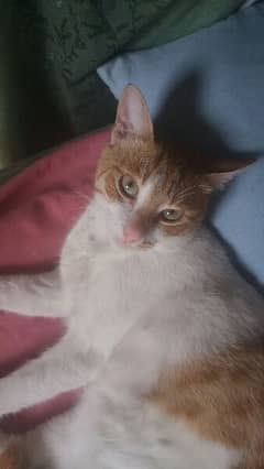 Male kitten Lussi cat