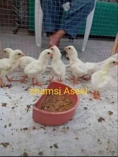 top quality white heera Asee chicks 0