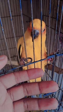 sunconnure and pineapple Conure 0