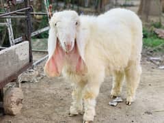 Kajla Chatra ( Sheep Dumba Goat Bakra )