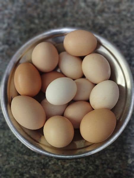 Organic and Desi Fertile Eggs 3