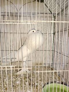 pouter and faintail for sale 0